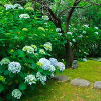 興福寺の「紫陽花季」　2025/6/8