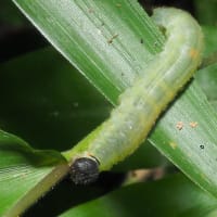 コチャバネセセリ　幼虫