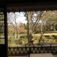 太田黒公園の正門を入った所から見える大木が枯れていても素敵ですね。