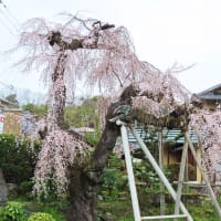 桜の銘木　「百滝桜（ももたきさくら）」～和泉市若樫町