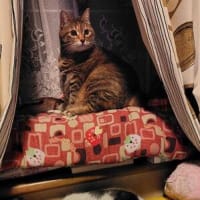 何があったの(◎_◎;)