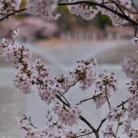 万代池の桜