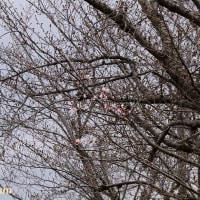 「相武台グリーンパーク」の「桜」が開花した！！