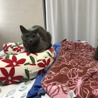 在宅勤務病。