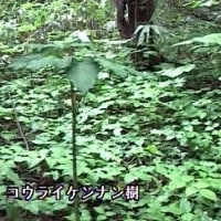 海鳥のサンクチュアリ　天売島と森林浴を楽しむメルヘンの焼尻島　６４回目　焼尻島