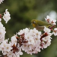 4/27 咲いた咲いた桜が咲いた