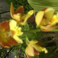 白菜に夢中・・虫でさえ食べてくれない白菜を今まで食べていたから・・