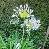 6月の花　