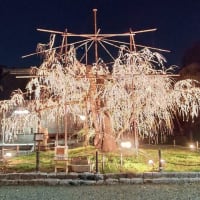 雨がやんだら野依八幡社の夜桜を見に行こう！