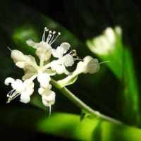 花　「ヤブミョウガ」