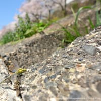 サナエトンボの羽化と桜🌸