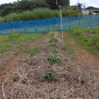 私の芋づる