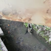餌獲り