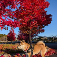 ＃17 ようやく初秋の11月。