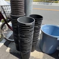 無料 黒バケツ メダカなどの繁殖に