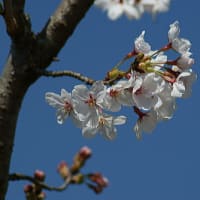 桜の季節なれど・・・