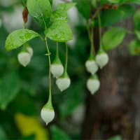 24日、十二坊蓮臺寺からの梅雨だより＆癌治療