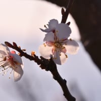 梅の花が咲き出した…壮瞥公園