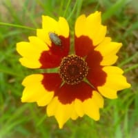 6月後半の花写ン歩
