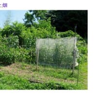 夏野菜、　一週間ぶりの収穫＆手入れ　－ 2025.6下 －