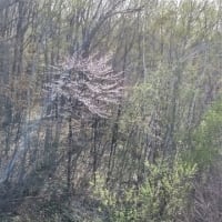 散歩コースを変える