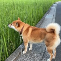 空を見に須軽谷の高台に向かって