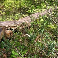 ミズバショウ と スミレサイシン と・・・・