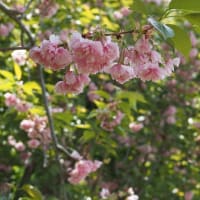 ツツジが咲き誇る花見山公園もなかなかに良かった（2024.4.29）#1