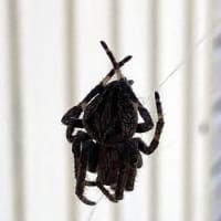 オニグモ