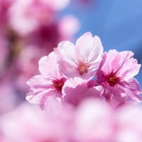 枝垂れ桜