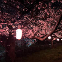 夜桜見物！