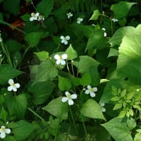 夏の山道にエゾアジサイ咲く