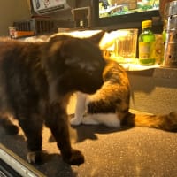 看板猫がいるお店で猫飲み スナック子猫さん 予告編 (2506)