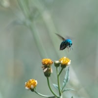 オオセイボウ（大青蜂）