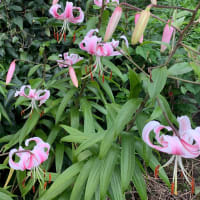 #花