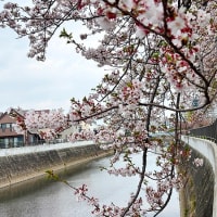 茅ヶ崎いちの市