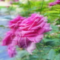 Googleﾌｫﾄ　薔薇🌹