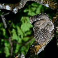 フィリピン　パラワン島紀行　第4日目午後〜夜　最終章／パラワンキバラタイヨウチョウ　ボルネオコノハズク　マレーモリフクロウ　シロハラウミワシ