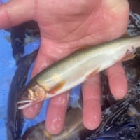 解禁日の釣況