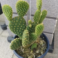 サボテン
