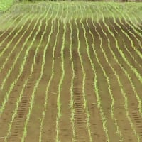 田植えが終わりました