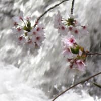 水の上の桜