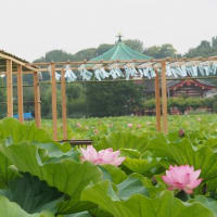 にしさんの花日記　上野公園　不忍池　蓮