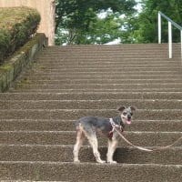 6/20(金)久々の甘楽公園〜🎵ラブユー東京（黒沢明とロス・プリモス）