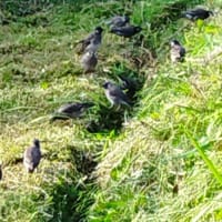 身近な野鳥「ムクドリ」