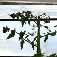 トマトの摘芯と芽かき