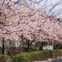 京都桂坂の桜