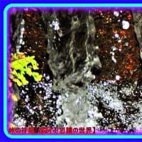 🐉🌈〖日蓮大聖人〗由来の清流に【🔥明王様🔥】出現❢❢