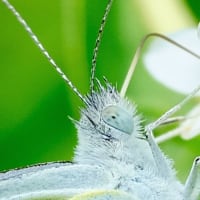 自然教育園日記　その312  中判カメラで虫を撮る
