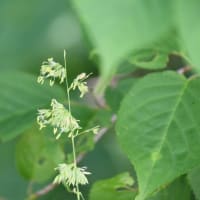 いわゆる雑草だが…何の花？？？
